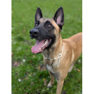 COLLIER CROC MECHANT - CHAINE CHIEN