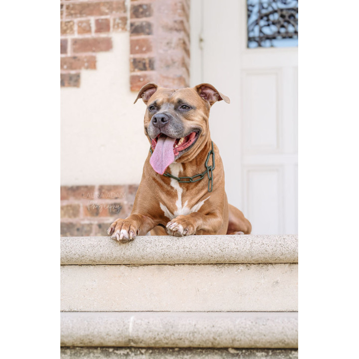 COLLIER CROC MECHANT - CHAINE CHIEN