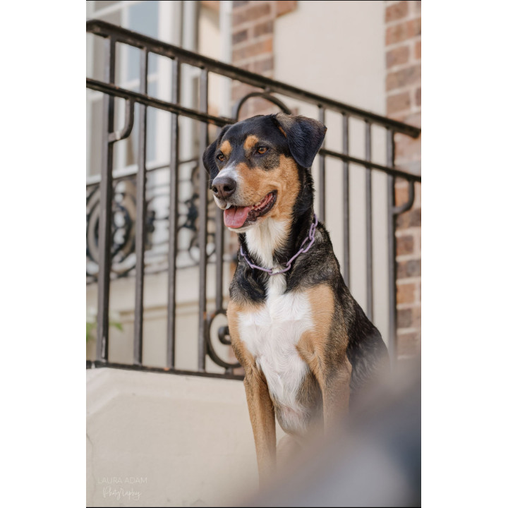 COLLIER CROC MECHANT - CHAINE CHIEN