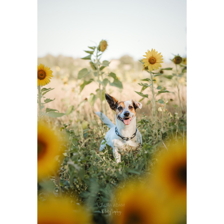 COLLIER CROC MINI - CHAINE CHIEN