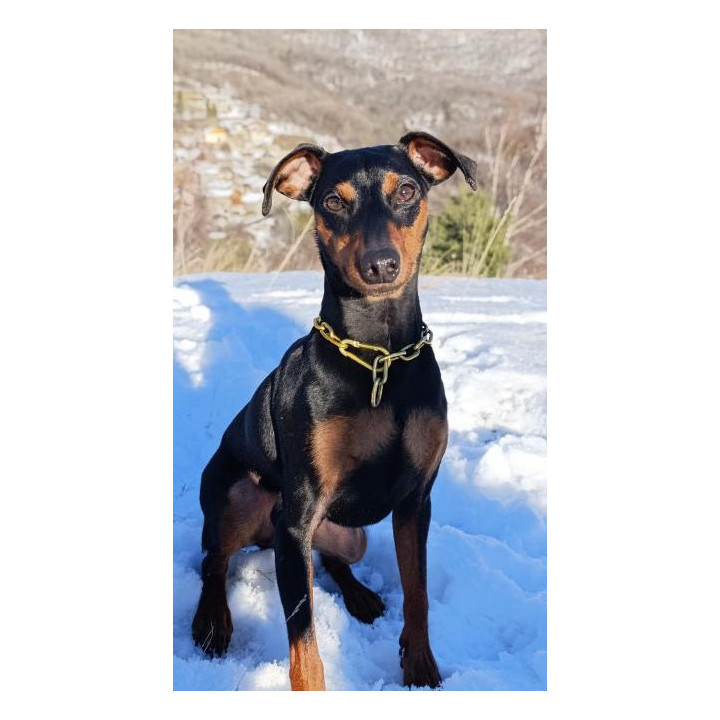 COLLIER CROC MINI - CHAINE CHIEN