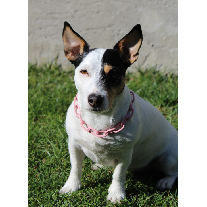 COLLIER CROC MINI - CHAINE CHIEN