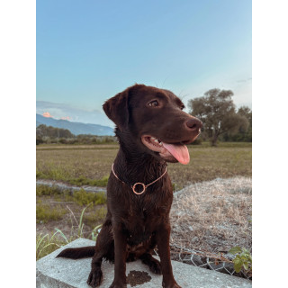 COLLIER CROCSNAKE - CHAINE CHIEN