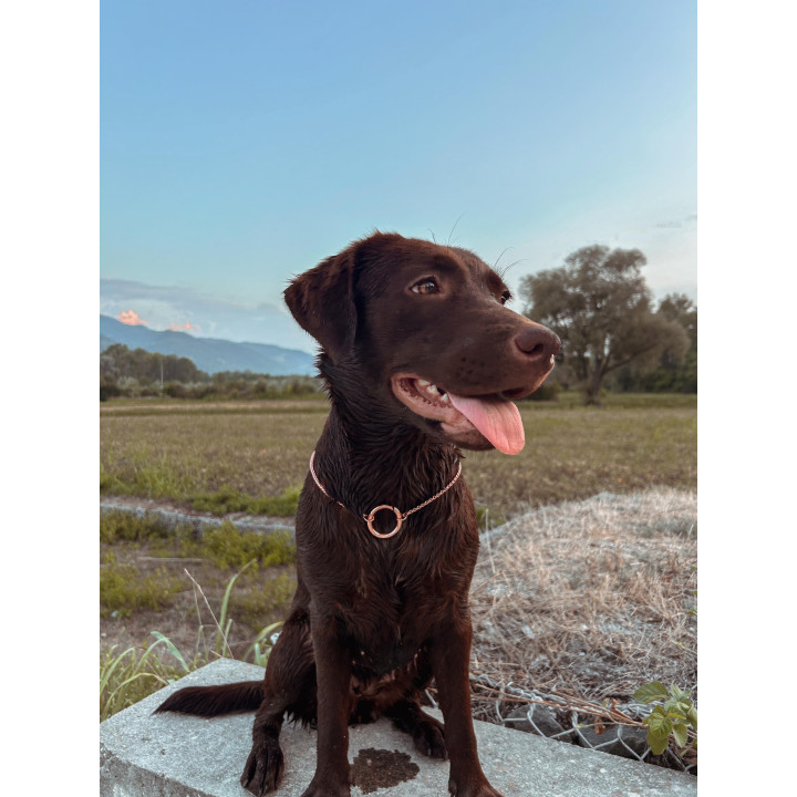 COLLIER CROCSNAKE - CHAINE CHIEN